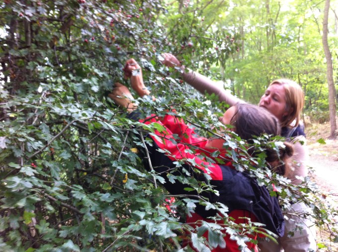 picking Hawthorns