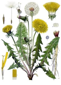 Taraxacum_officinale