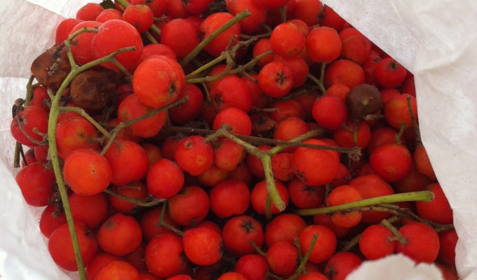 Lijsterbessen en reuzenbalsemien.