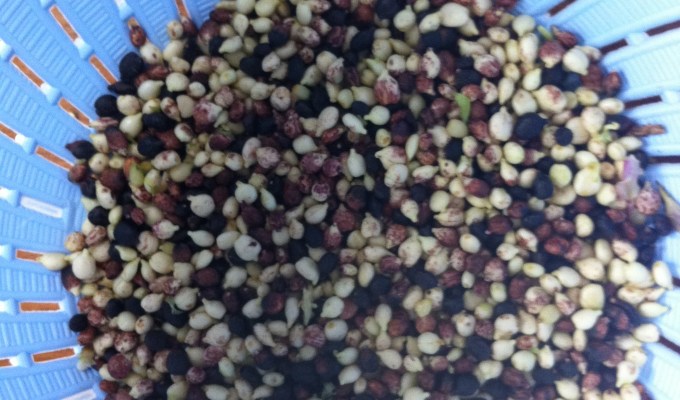 vlierbessen focaccia