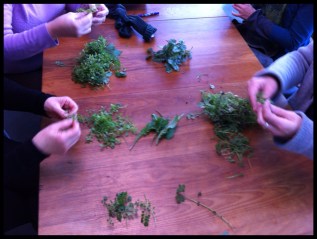 edible landscape /&nbsp;walkshops