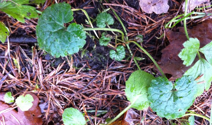 winter edible walkshop