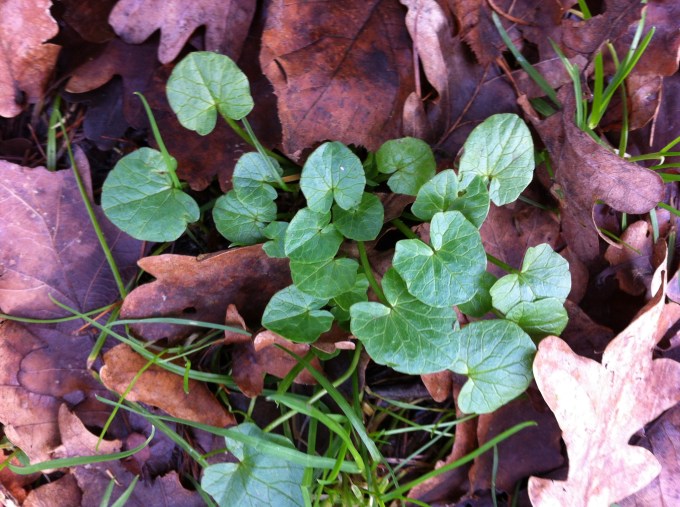 speenkruid-nathaliehunter