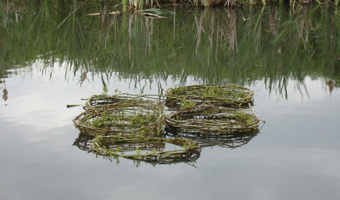 the willow connection