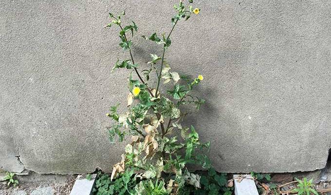 sowthistle